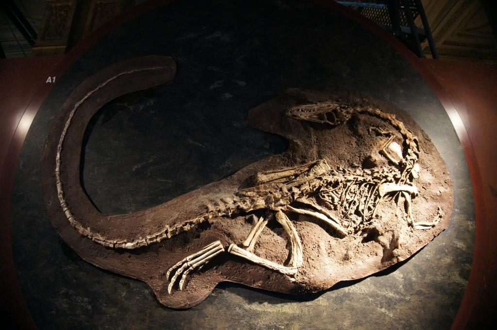 ロンドン自然史博物館の恐竜©ぱんたれい